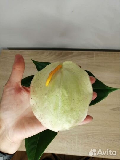 Антуриум шерцера