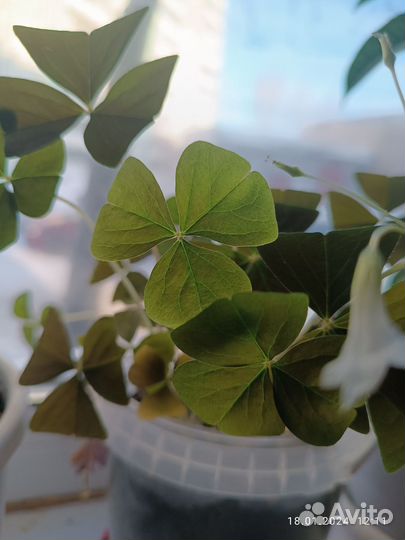 Продам оксалис