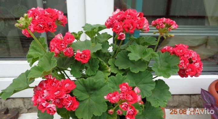 Сортовые пеларгонии (обмен или продажа)