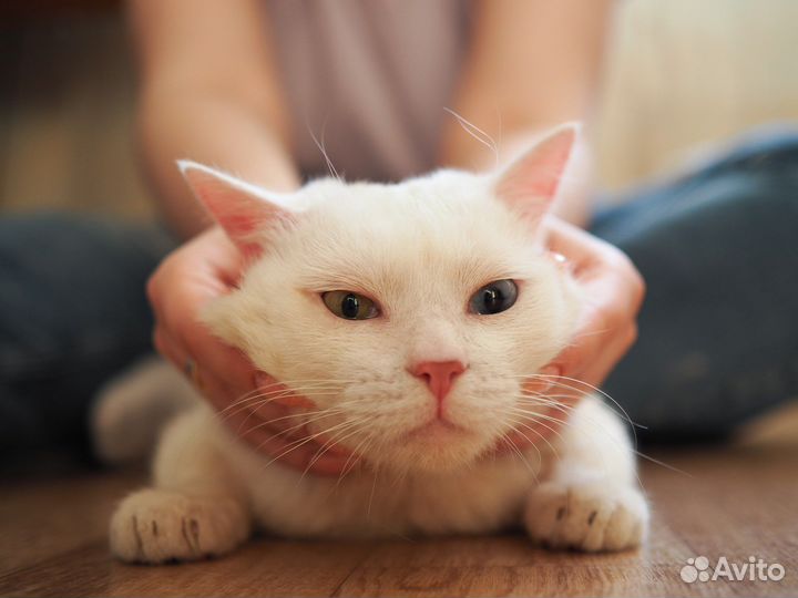 Брошенный разноглазый котик ищет дом