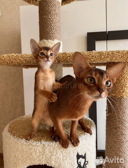 Яркий Абиссинский котик