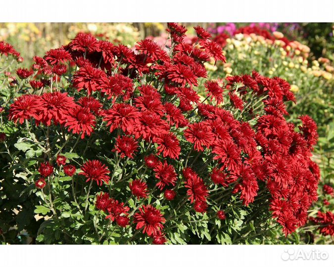 Хризантема Duchess of Edinburgh