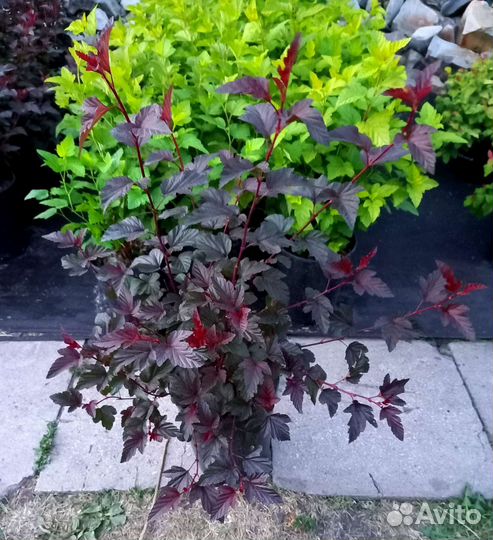 Пузыреплодник Диаболо, Дартс Голд 80-100см