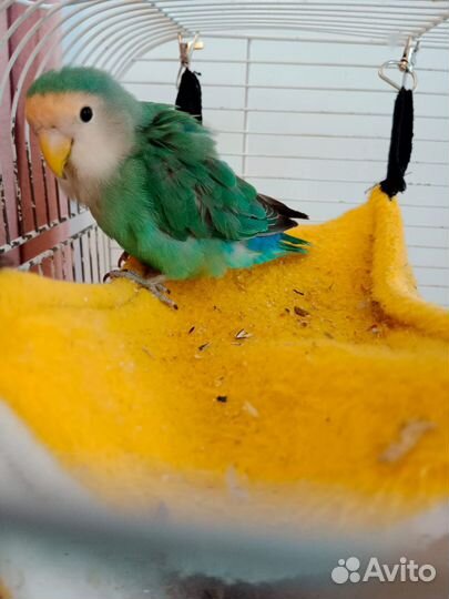 Попугай неразлучник розовощёкий