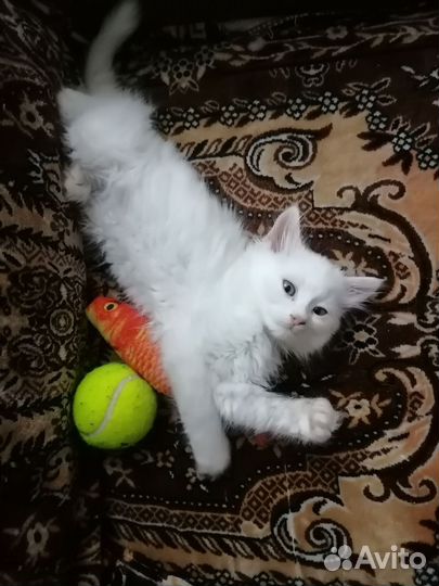 Отдаю котят в добрые руки