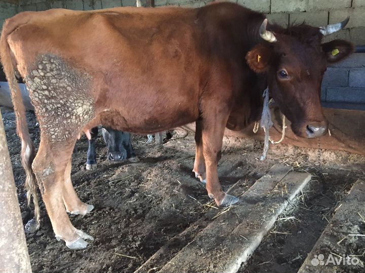 Коровы и бараны