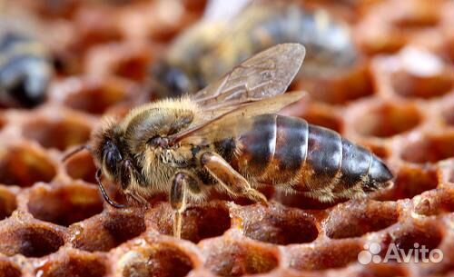 Пчелы