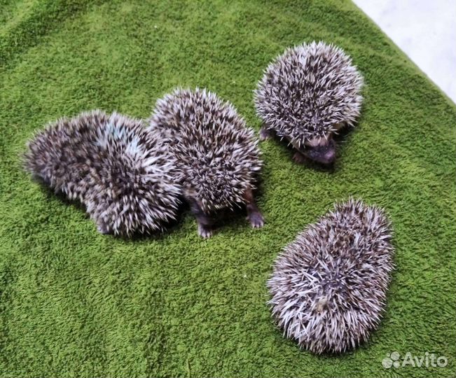 Вязка карликовый ёжик Шурик