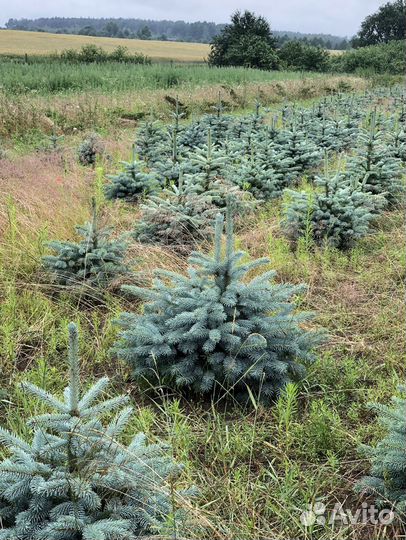 Ель голубая с доставкой