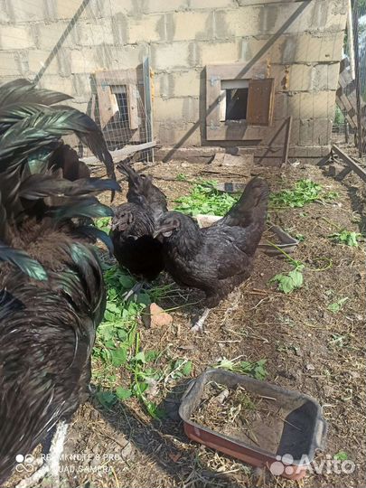 Ухейилюй куры