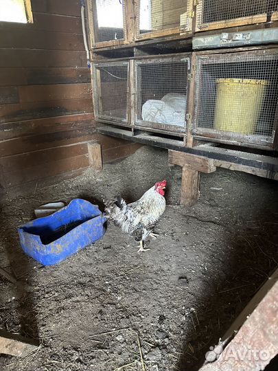 Петухи породы доминант