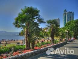 Трахикарпус Пальма Семена/ опт