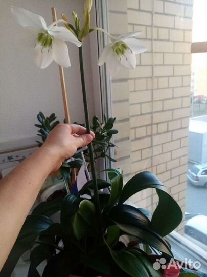 Цветы комнатные