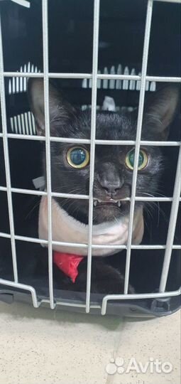 Ветеринарная помощь на дому