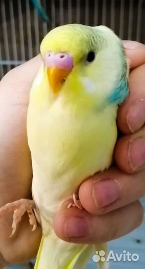 Супер ручные волнистый попугай птенцы с гнезда