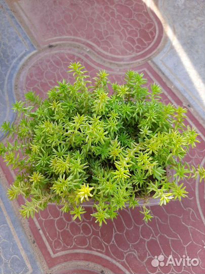 Овсяница,райграс, очитки и др. Многолетники