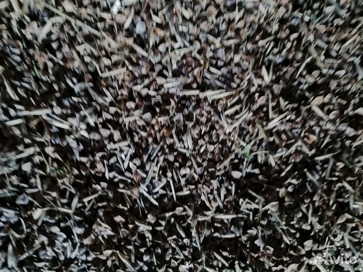 Продажа зерна