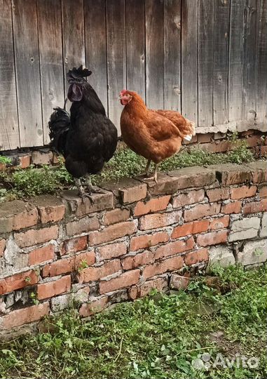 Куры несушки