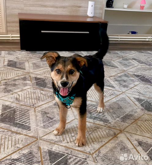 Щенок девочка Лилу 3,5 мес ищет дом