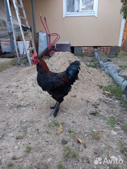 Молодые петушки (4 месяца)