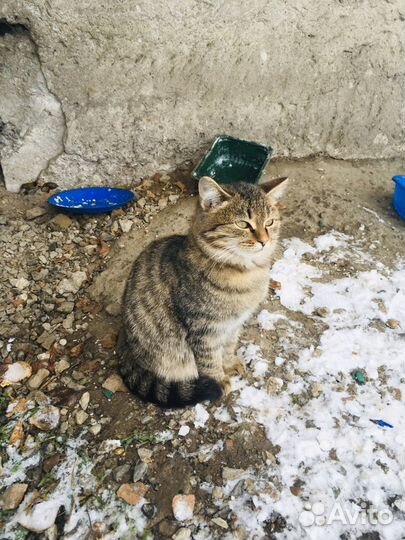 Кошки и котята