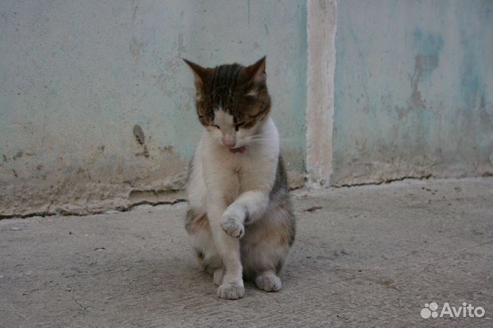 Свободолюбивый, харизматичный красавец Василий