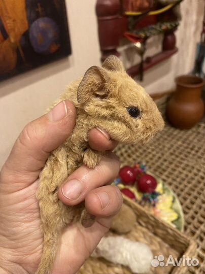 Морская свинка американский тедди