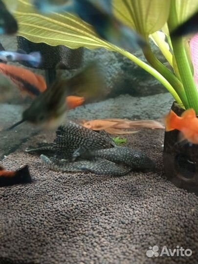 Аквариумные рыбки и не только