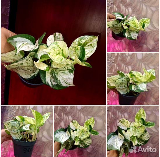 Сциндапсус эпипремнум в ассортименте