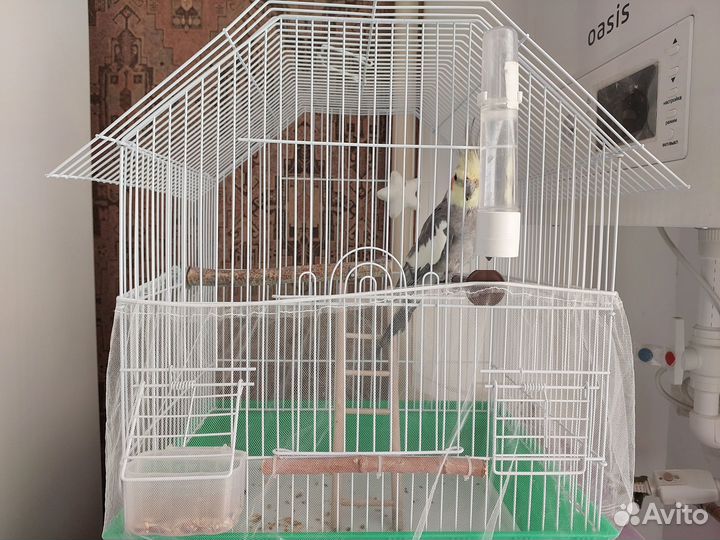 Продаётся попугай