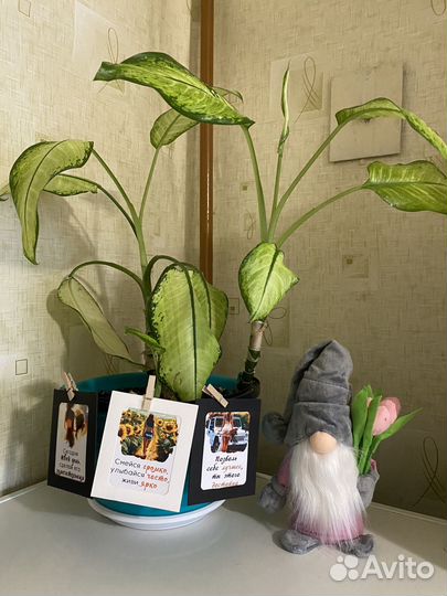 Диффенбахия