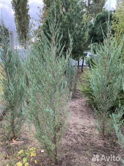 Можжевельник Скайрокет