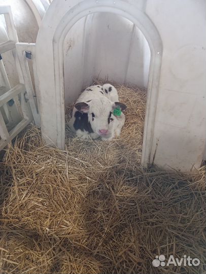 Телята бычки