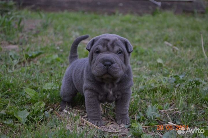 Самые красивые