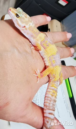 Геккон эублефар