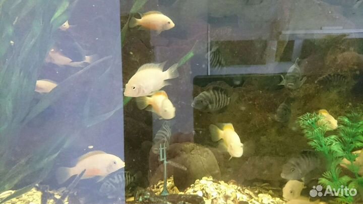 Аквариумные рыбки цихлиды