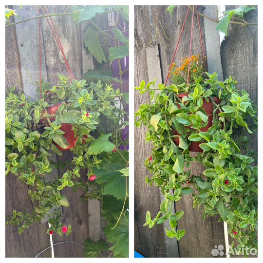 Коллеусы, каллизии, аптении