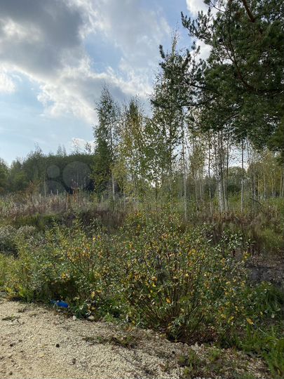 Участок 12 сот. (СНТ, ДНП)