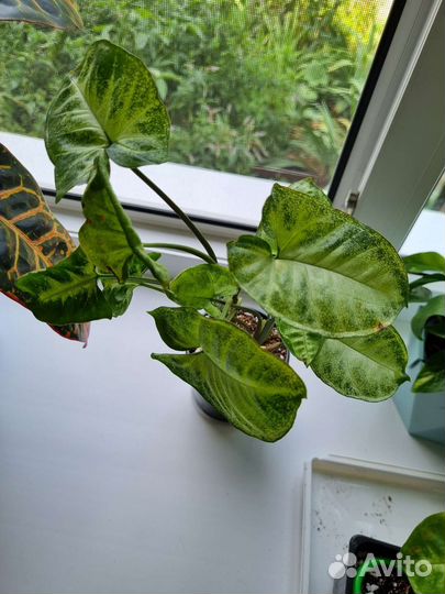 Комнатные цветы