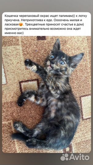 Кошка в дар