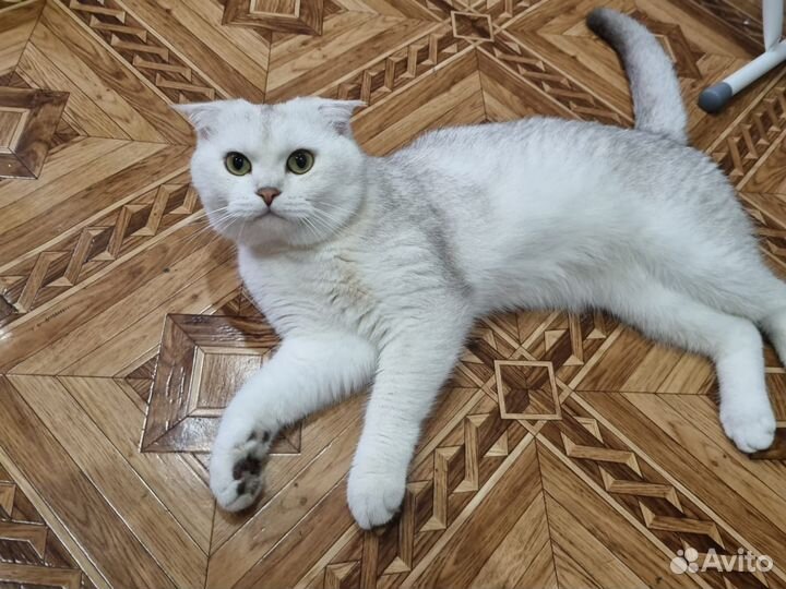 Шотландская вислоухая
