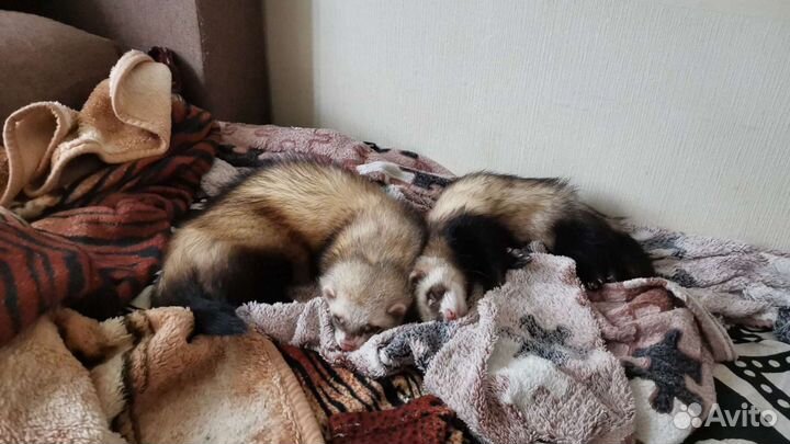 Вязка хорьков (именно вязка) именно вязка