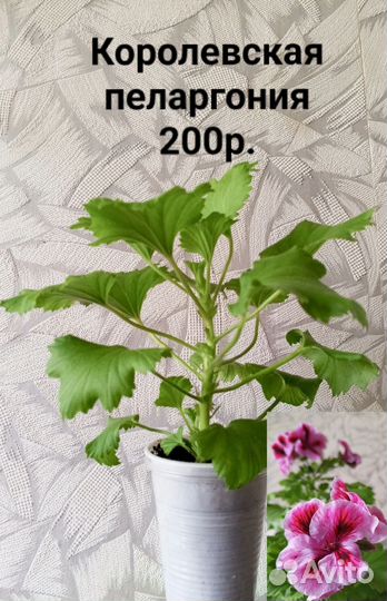 Пеларгония королевская