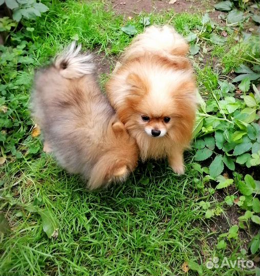 Девочка Лисичка 4мес. Домпитомник Карликовый Шпиц