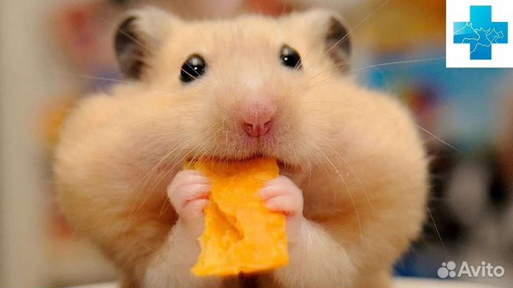 Передержка животных