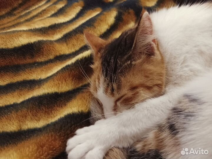 Кошечка в добрые руки