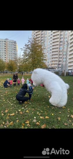 Ростовая кукла панда кунфу белый мишка