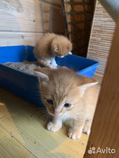 Котята в добрые руки даром