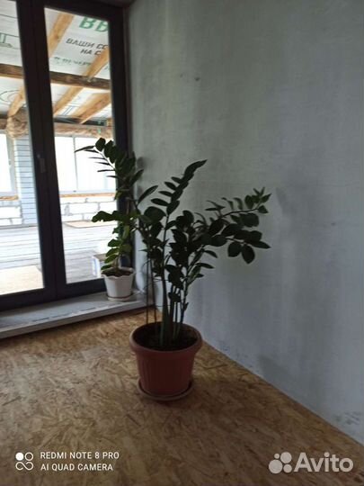 Замиокулькас