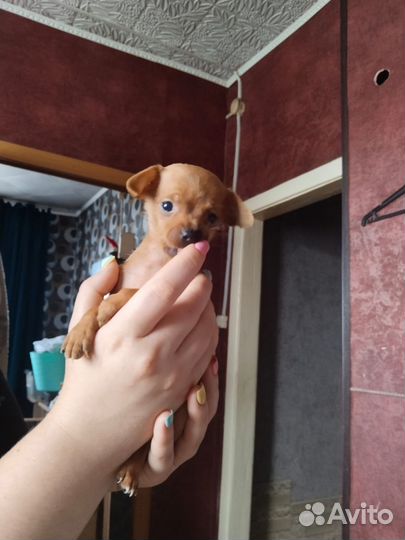 Той-терьер щенки